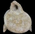 Plesiosaur (Zarafasaura) Cervical Vertebrae - Morocco #64394-1